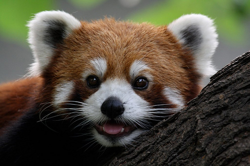 Red Panda - Credit: Sung Ming Whang