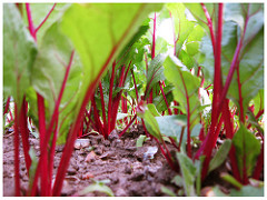 beetroots